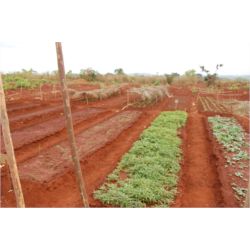 Agricultura - Ganadería